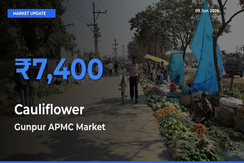 Market Watch: Gunpur APMC Becomes Top Mandi for Cauliflower