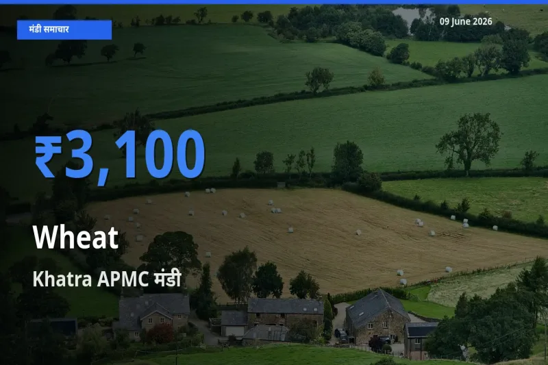 बाज़ार संकेत: Khatra APMC बना गेहूँ के लिए आज की टॉप मंडी