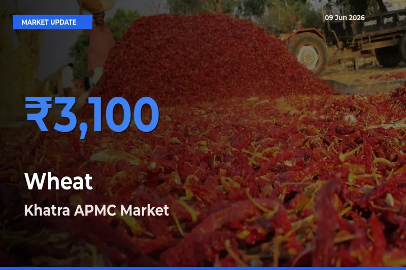 Khatra APMC Leads as Top Mandi for Wheat Prices