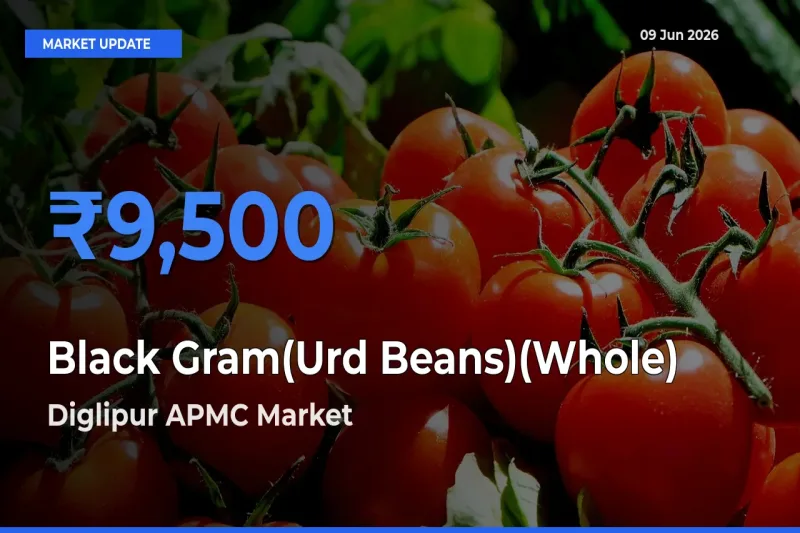 Diglipur APMC Offers ₹9,500 – Highest Black Gram(Urd Beans)(Whole) Rate Today