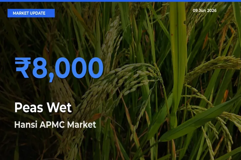 Market Watch: Hansi APMC Becomes Top Mandi for Peas Wet