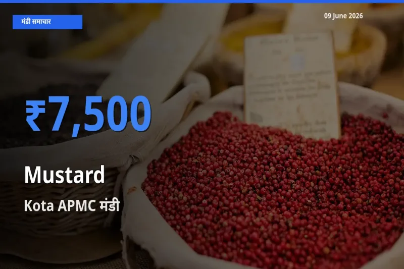 किसानों की पसंद बना Kota APMC, सरसों के सबसे अच्छे दाम