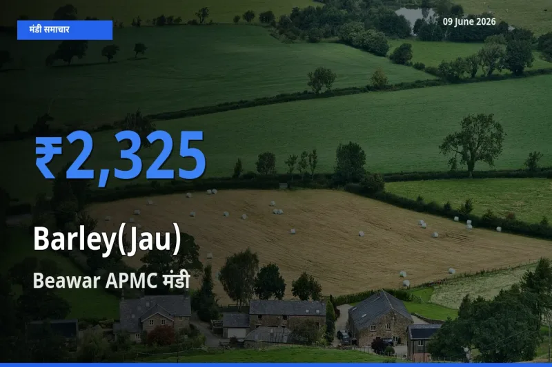 आज जौ के सबसे ज़्यादा दाम Beawar APMC मंडी में दर्ज