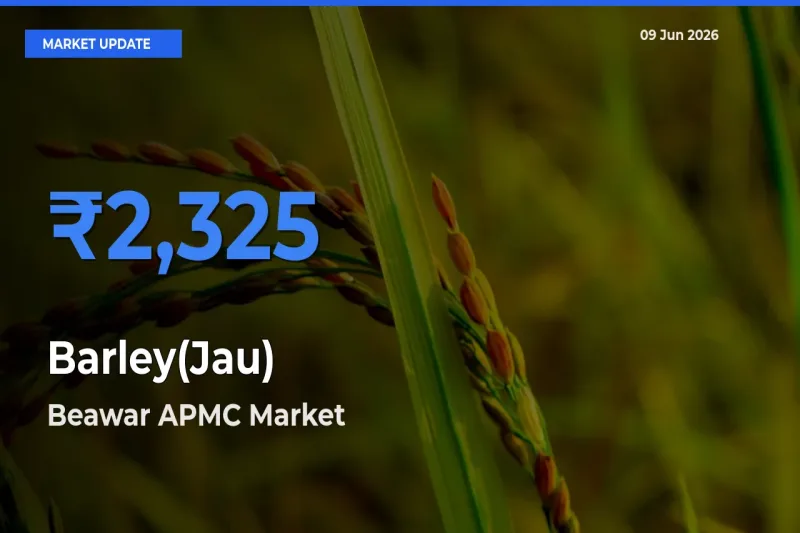 Beawar APMC Offers ₹2,325 – Highest Barley(Jau) Rate Today