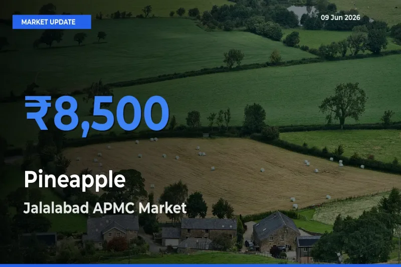 Market Watch: Jalalabad APMC Becomes Top Mandi for Pineapple
