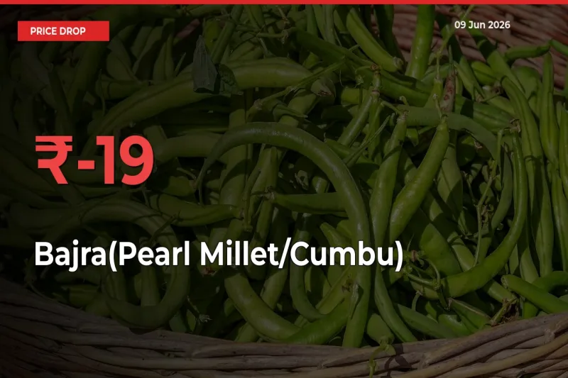 Sharp Fall! Bajra(Pearl Millet/Cumbu) Prices Plunge 18.76% in a Day at Key Mandis