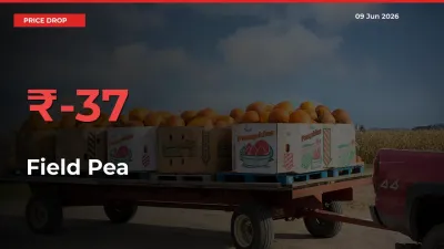Field Pea Falls 37.44% at Mandis
