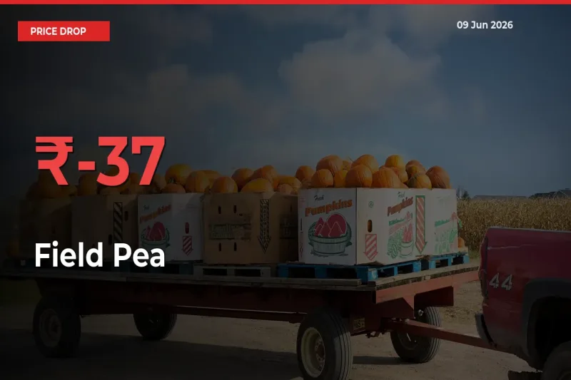 Field Pea Falls 37.44% at Mandis
