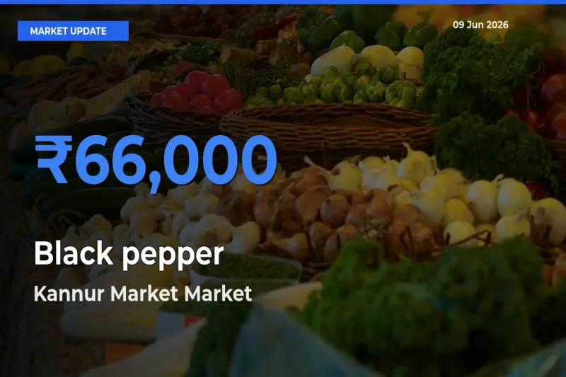 Kannur Market Leads as Top Mandi for Black pepper Prices