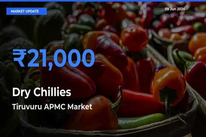 Tiruvuru APMC Records Highest ₹21,000 Rate for Dry Chillies