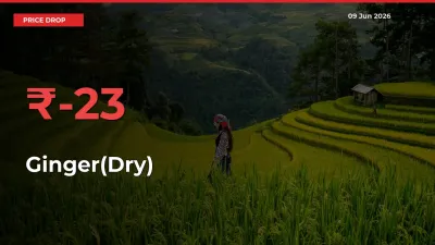 Sharp Fall! Ginger(Dry) Prices Plunge 22.52% in a Day at Key Mandis