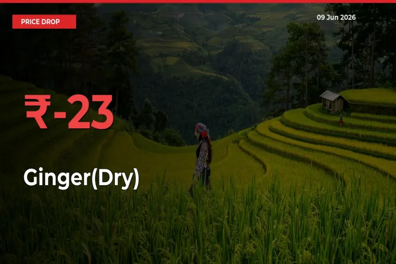 Sharp Fall! Ginger(Dry) Prices Plunge 22.52% in a Day at Key Mandis