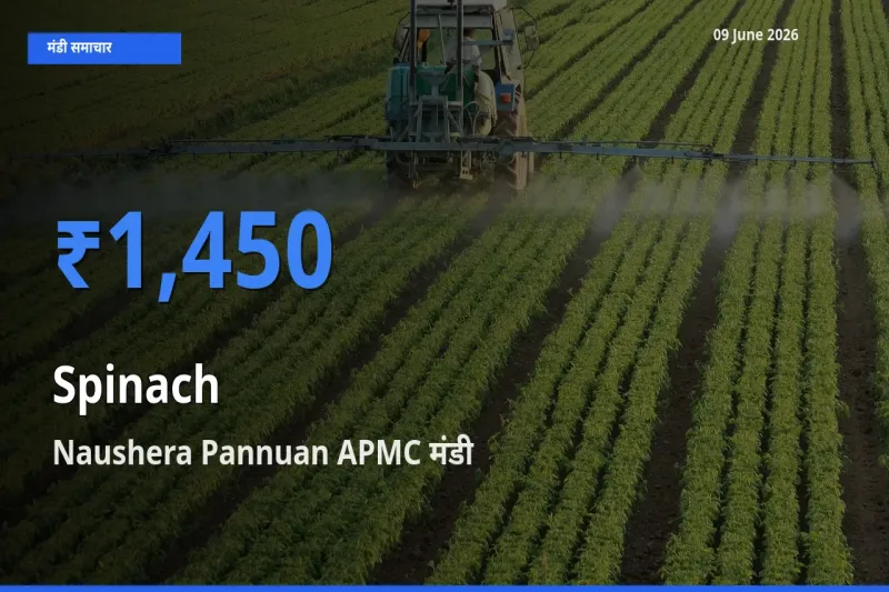 आज का मंडी भाव: पालक के सबसे ज़्यादा दाम Naushera Pannuan APMC में
