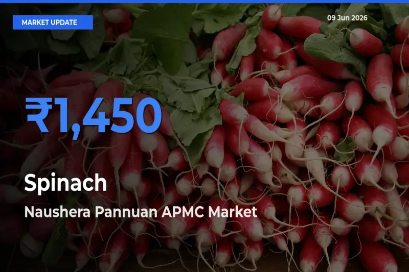 Naushera Pannuan APMC Tops Spinach Rates – June 09 Market Update