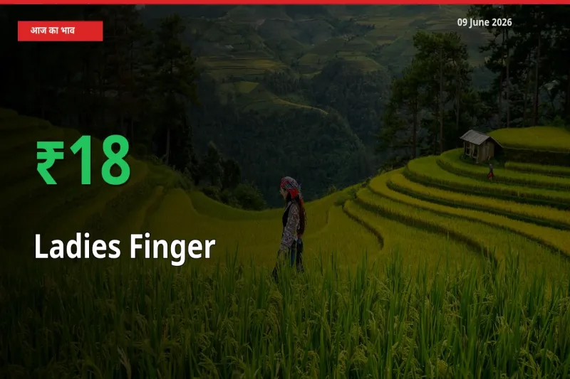 आज का मंडी भाव: भिंडी के दाम मंडी में 18.05% ऊपर