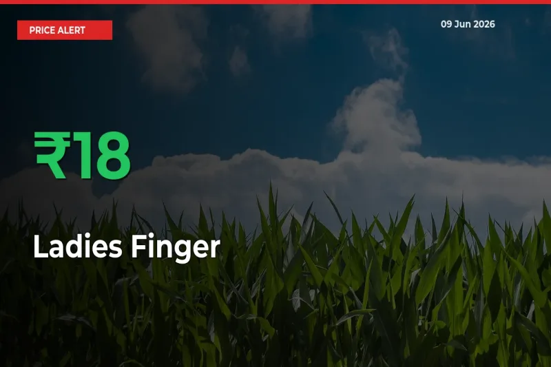This Mandi Records 18.05% Jump in Ladies Finger Prices