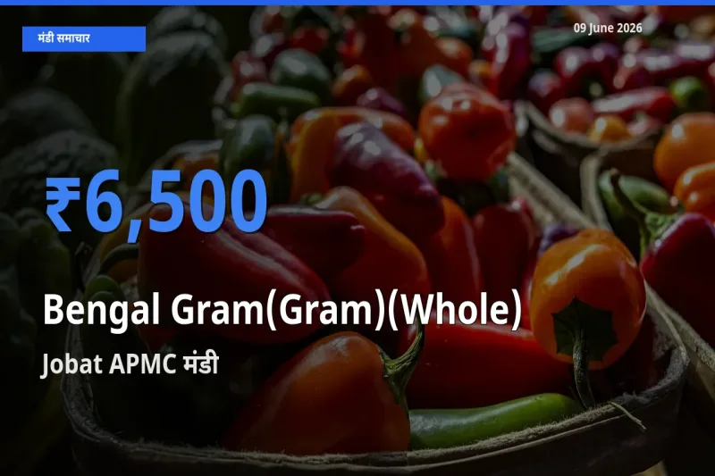 09 June अपडेट: चना (साबुत) के सबसे ऊँचे दाम Jobat APMC मंडी में