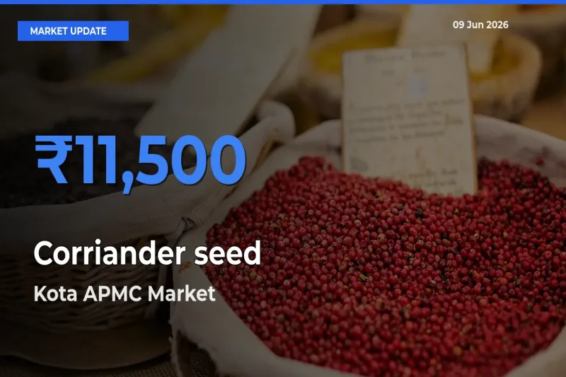 Market Watch: Kota APMC Becomes Top Mandi for Corriander seed