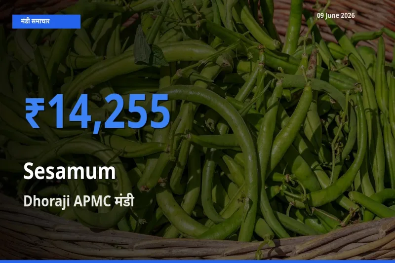 आज तिल (गिंगेली) के सबसे ऊँचे दाम ₹14,255 Dhoraji APMC मंडी में