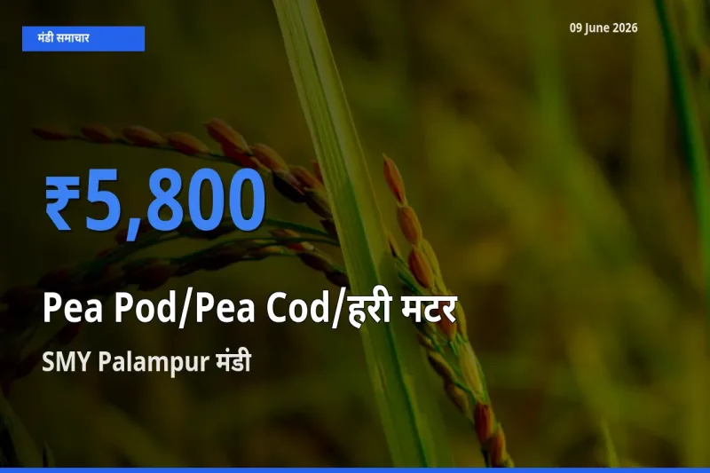 टॉप मंडी बना SMY Palampur! मटर की फली के सबसे ऊँचे दाम यहीं दर्ज