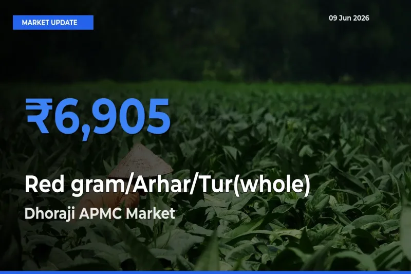 Dhoraji APMC Tops Red gram/Arhar/Tur(whole) Rates – June 09 Market Update