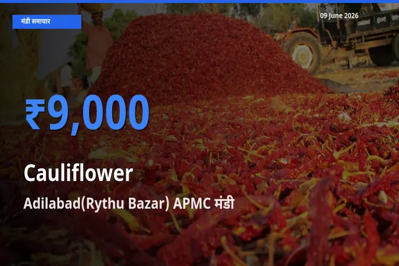 आज फूलगोभी के सबसे ज़्यादा दाम Adilabad(Rythu Bazar) APMC मंडी में दर्ज