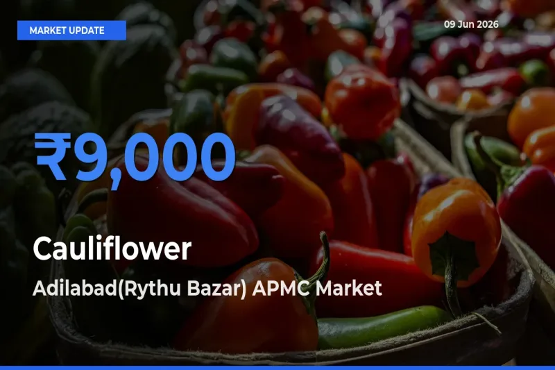 Farmers Prefer Adilabad(Rythu Bazar) APMC as Cauliflower Hits Highest Rate