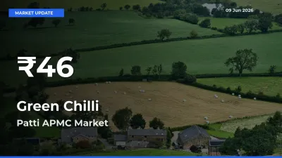 Why Green Chilli Prices Slumped in Patti APMC – 30-Day Low Today