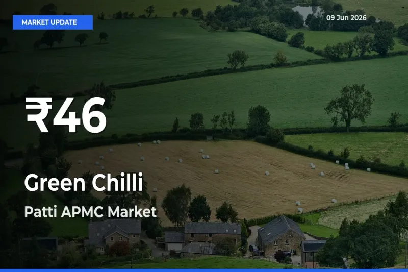 Why Green Chilli Prices Slumped in Patti APMC – 30-Day Low Today