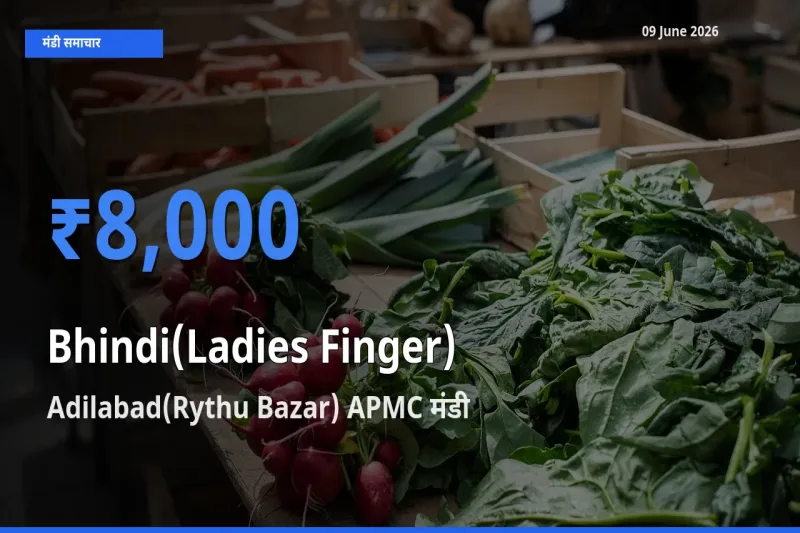 Adilabad(Rythu Bazar) APMC मंडी में आज भिंडी के सबसे ऊँचे दाम दर्ज