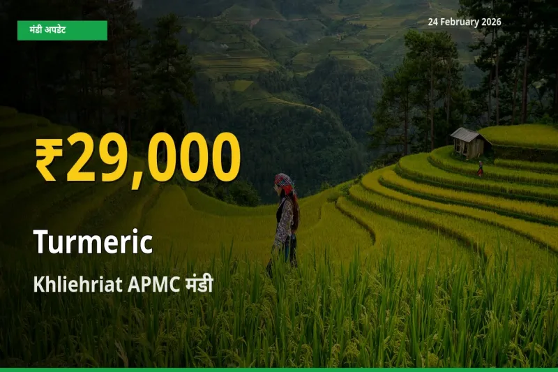 किसानों के लिए खुशखबरी! Khliehriat APMC में Turmeric के दाम रिकॉर्ड स्तर पर