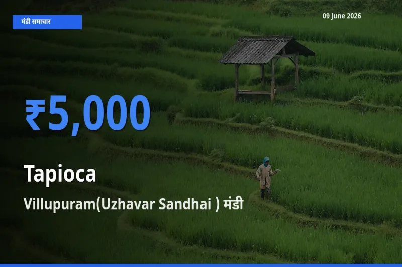 किसानों की पसंद बना Villupuram(Uzhavar Sandhai ), साबूदाना के सबसे अच्छे दाम