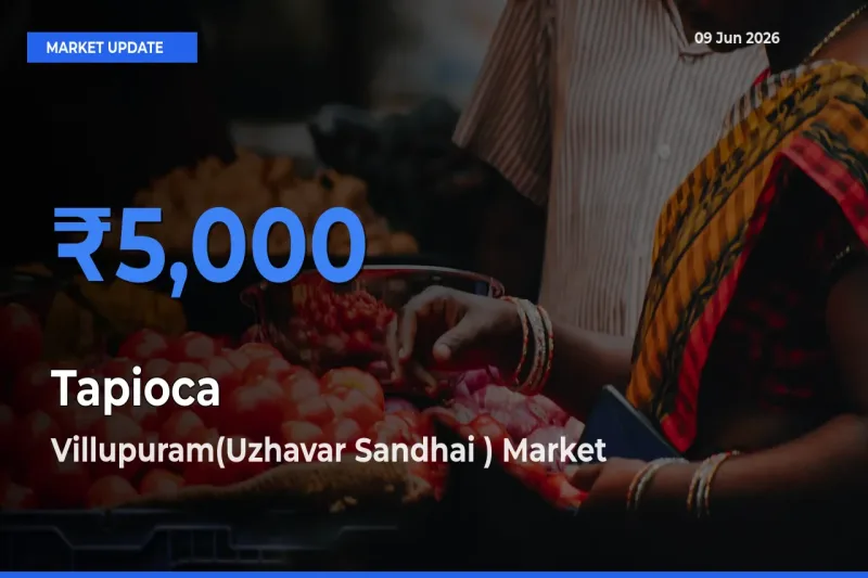 Farmers Prefer Villupuram(Uzhavar Sandhai ) as Tapioca Hits Highest Rate