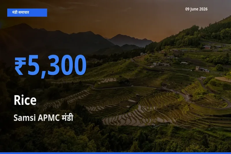 किसानों की पसंद बना Samsi APMC, चावल के सबसे अच्छे दाम