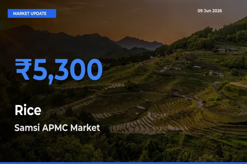 Top Performer! Samsi APMC Offers Best Rice Price Today