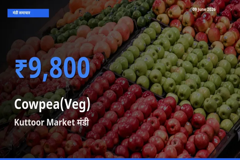 आज लोबिया फली के सबसे ज़्यादा दाम Kuttoor Market मंडी में दर्ज