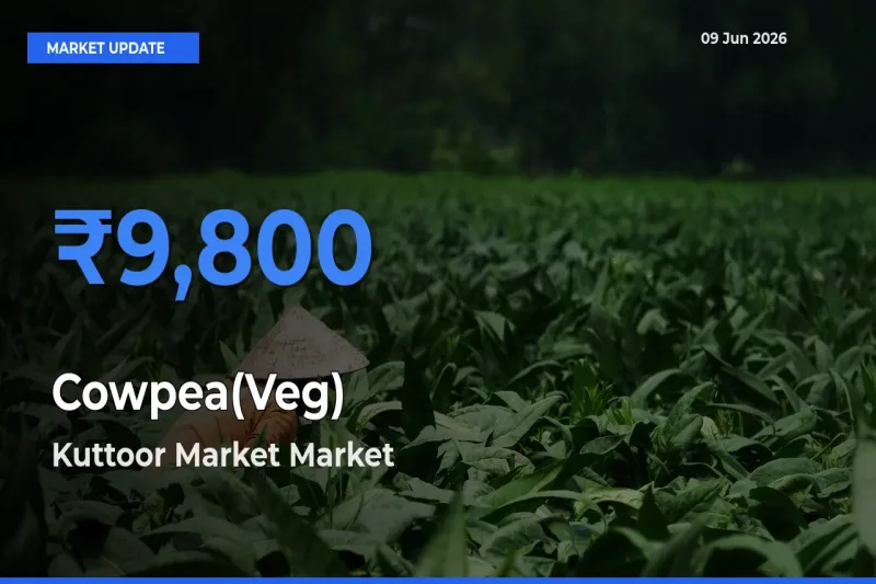 Kuttoor Market Tops Cowpea(Veg) Mandi Rates Today