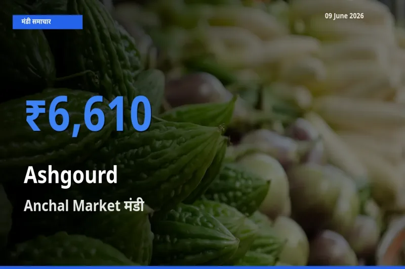 आज पेठा कद्दू के सबसे ऊँचे दाम ₹6,610 Anchal Market मंडी में