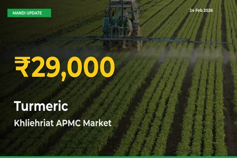 Fresh Record! Turmeric Price Climbs to New High in Khliehriat APMC