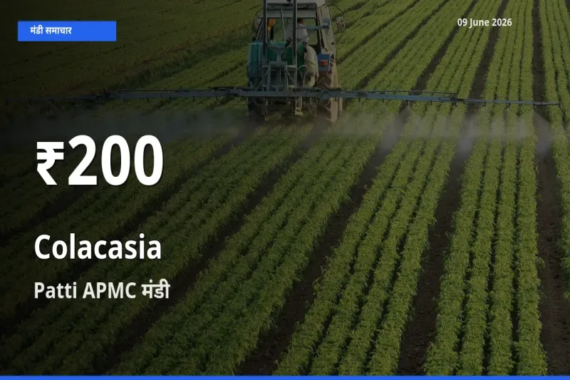किसानों के लिए चिंता का विषय? अरबी के दाम Patti APMC में 30 दिन के न्यूनतम स्तर पर