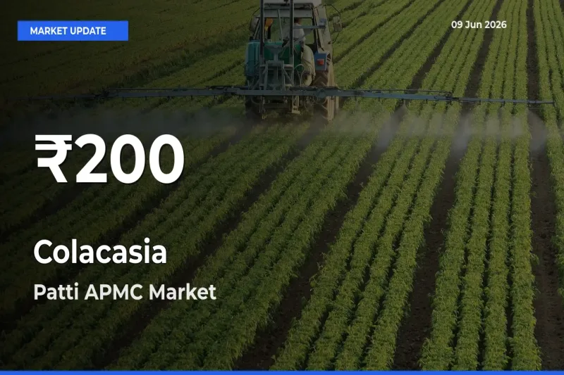 Colacasia Mandi Rate Today: 30-Day Low Recorded in Patti APMC