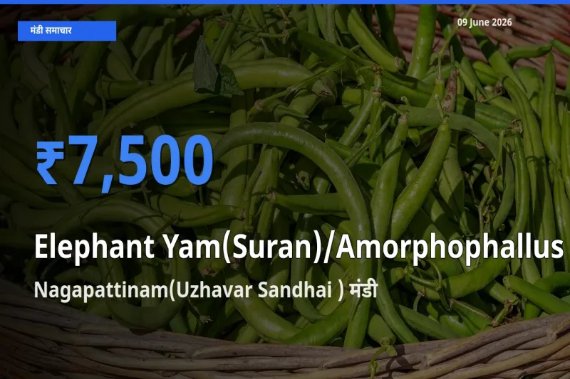 Nagapattinam(Uzhavar Sandhai ) मंडी में आज जिमीकंद (सूरन) के सबसे ऊँचे दाम दर्ज