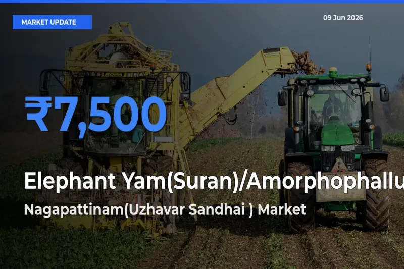 Nagapattinam(Uzhavar Sandhai ) Records Highest ₹7,500 Rate for Elephant Yam(Suran)/Amorphophallus