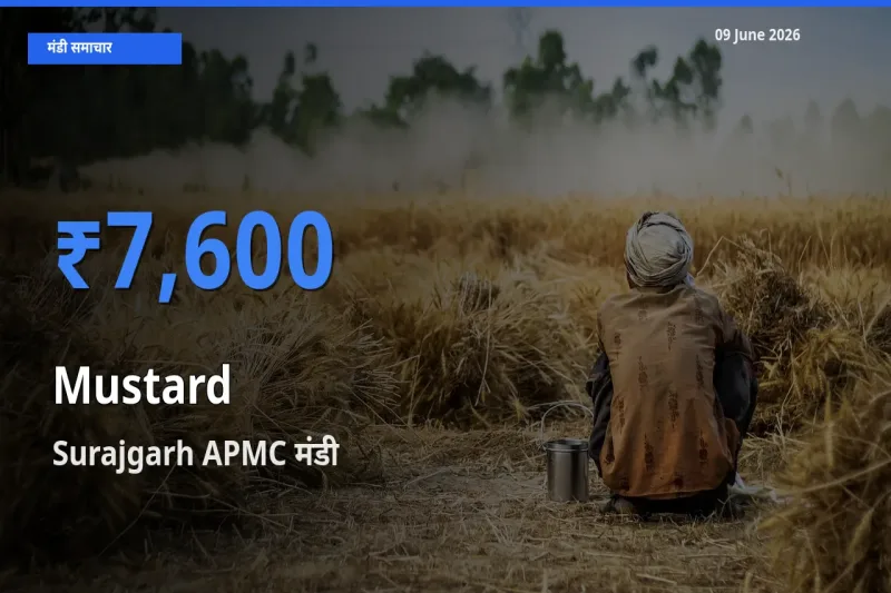 Surajgarh APMC में सरसों का आज सबसे ऊँचा भाव