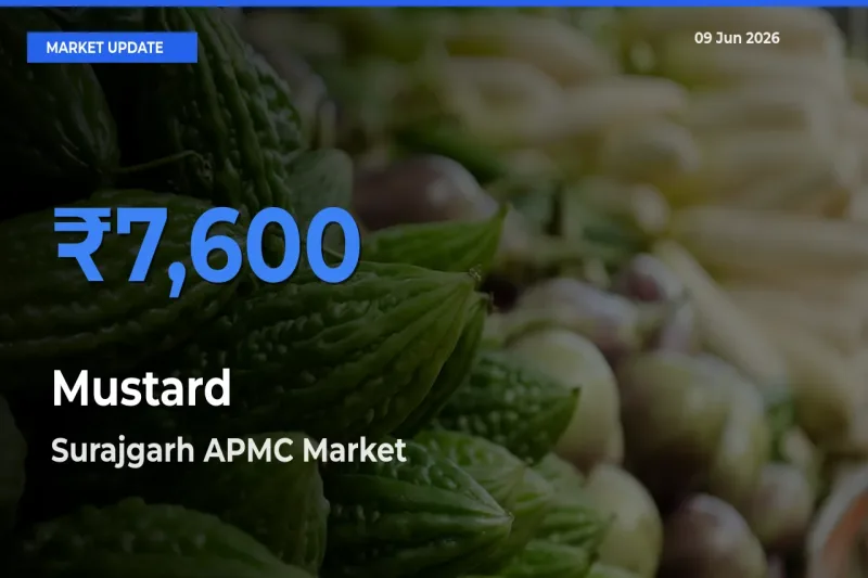 Surajgarh APMC Tops Mustard Rates – June 09 Market Update