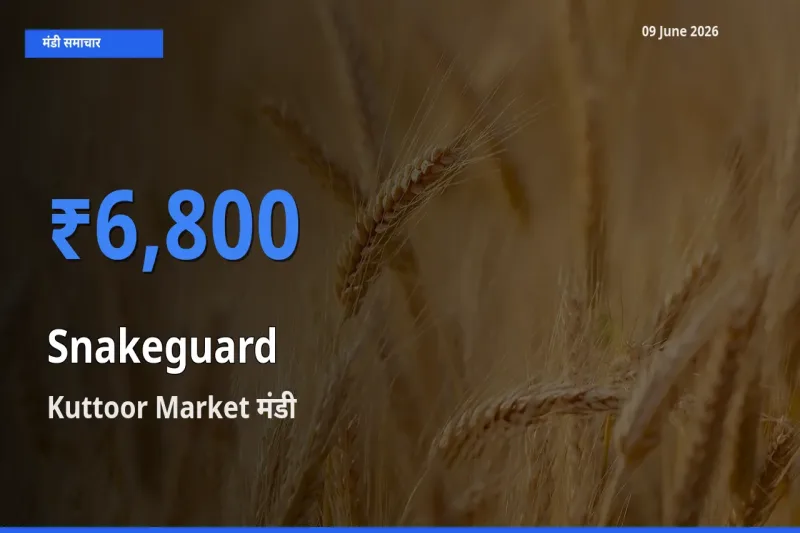 टॉप मंडी बना Kuttoor Market! चिचिंडा (नागफनी लौकी) के सबसे ऊँचे दाम यहीं दर्ज