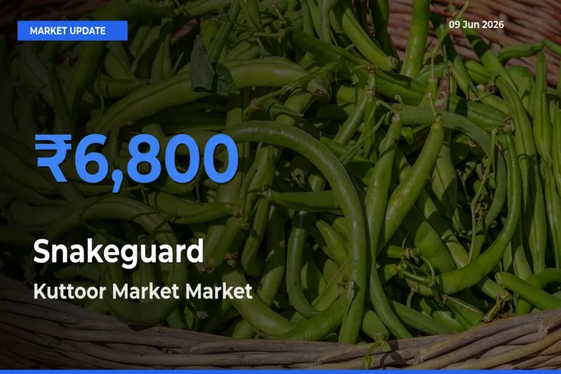 Top Performer! Kuttoor Market Offers Best Snakeguard Price Today