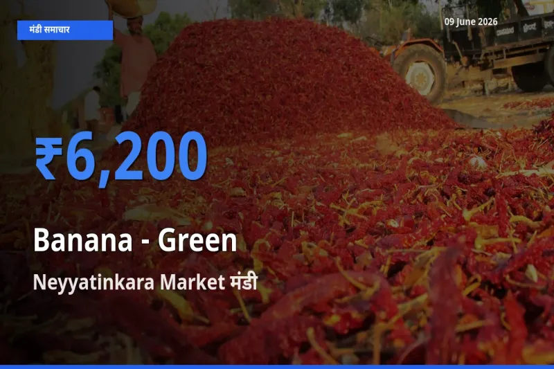 टॉप मंडी बना Neyyatinkara Market! केला - हरा के सबसे ऊँचे दाम यहीं दर्ज