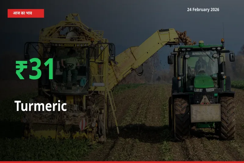 आज का मंडी भाव: Turmeric के दाम मंडी में 31.49% ऊपर