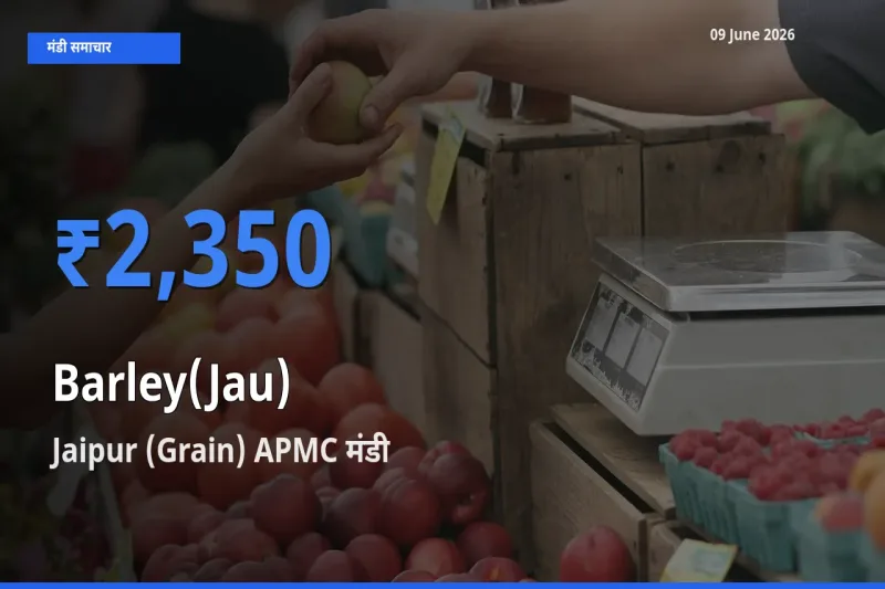 आज का मंडी भाव: जौ के सबसे ज़्यादा दाम Jaipur (Grain) APMC में